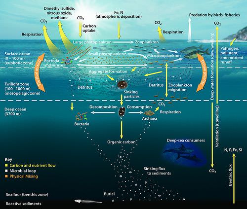 Phytoplankton Facts