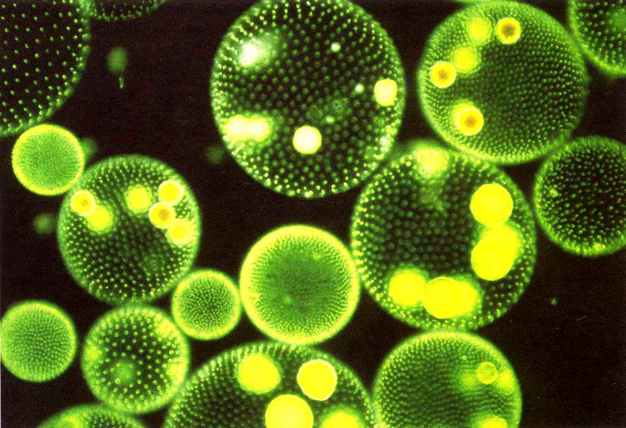Бактерия водоросль простейшие. Фитопланктон диатомовые водоросли. Одноклеточные планктонные водоросли. Планктонные водоросли фитопланктон. Синезеленые водоросли фитопланктон.