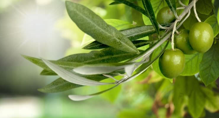 MyPlankton contains powerful Olive Leaf Extract