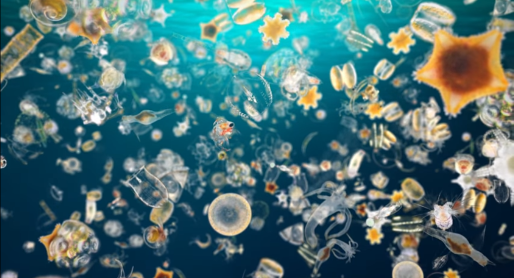 Marine Phytoplankton Nutrition