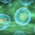 Health Benefits of Marine Phytoplankton